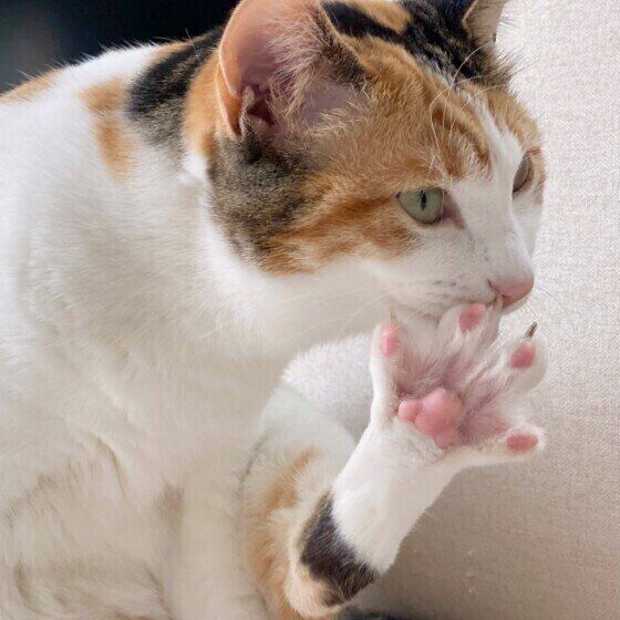 ミケのつばきちゃん