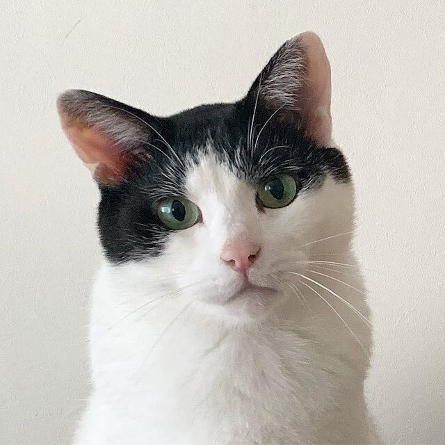 美しい顔立ちの猫