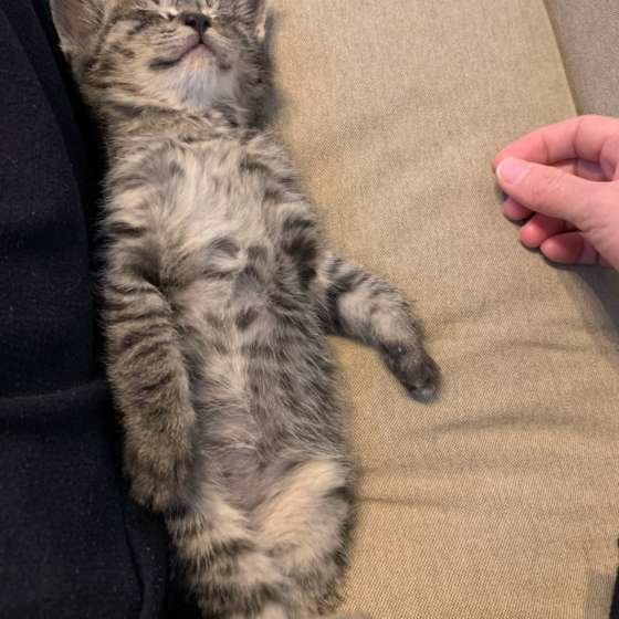 MIX　サバトラ　りん