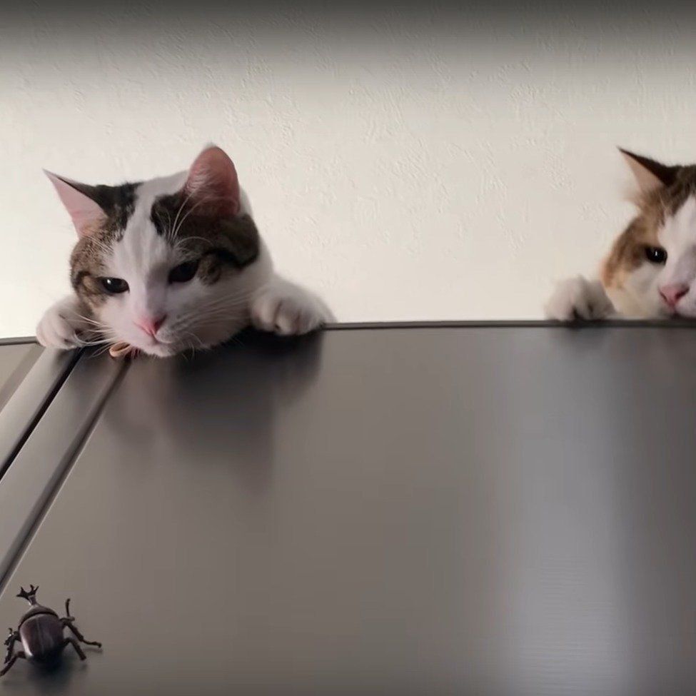 おもちゃを狙う豆大福ちゃん