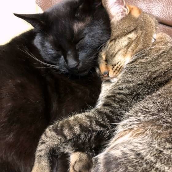 くっついて眠る2匹の猫