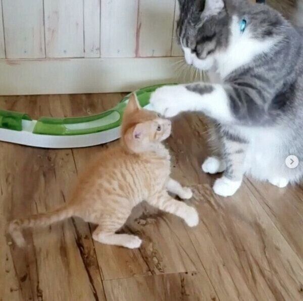 仲良くじゃれ合うトロくん、シオくん