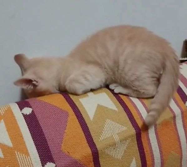 しっぽを追いかける猫