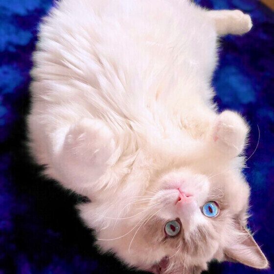 おなかを出すラグドール