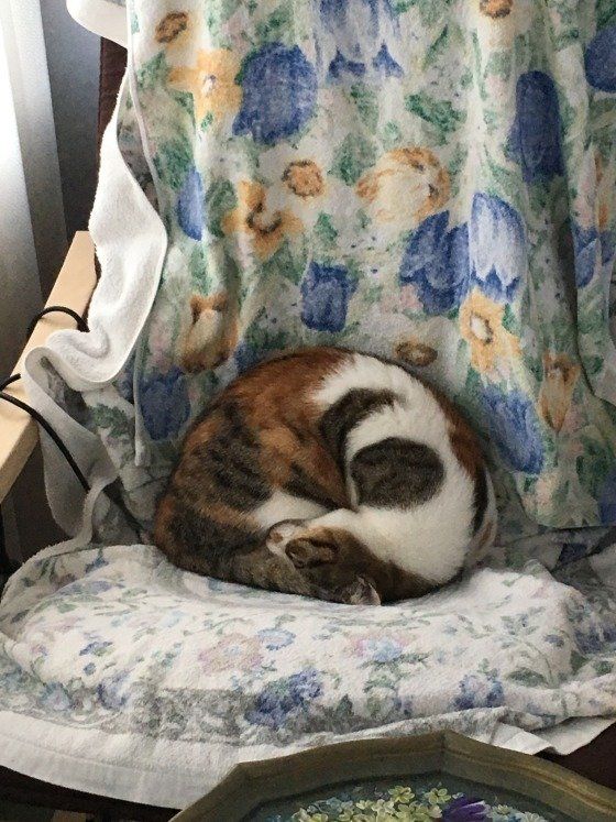 縦にアンモニャイトを形成するミケのまいちゃん