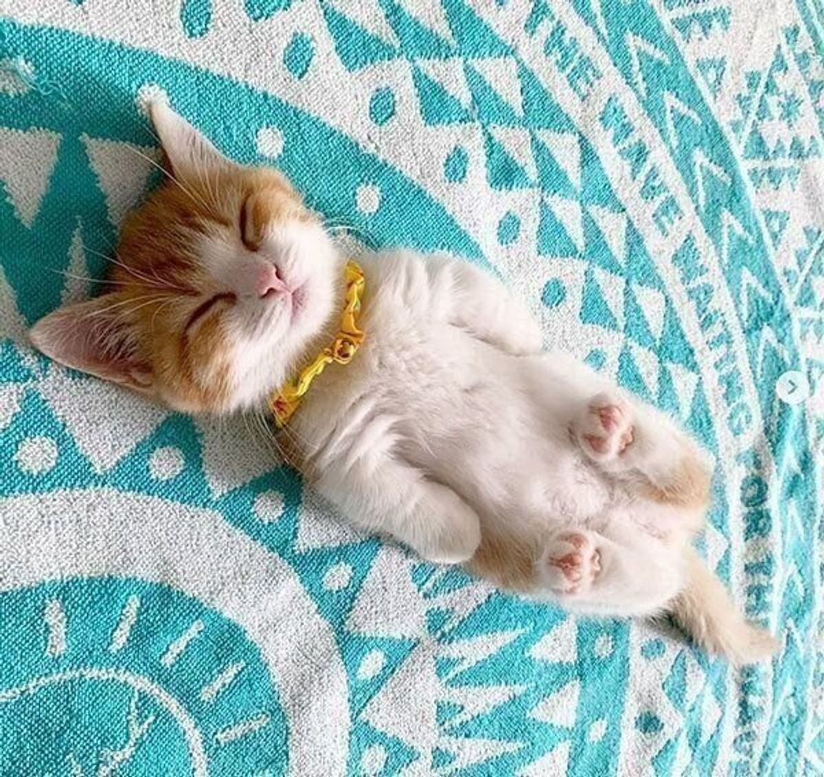 悶絶するほど無防備な子猫の あくび 実は眠いだけじゃなかった 獣医師解説 ねこのきもちweb Magazine 悶絶するほど無防備な子猫の あくび 実は眠いだけじゃなかった 獣医師解説 ねこのきもちweb Magazine