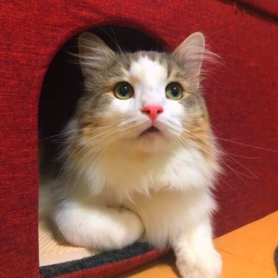 まったりするノルウェージアンフォレストキャット