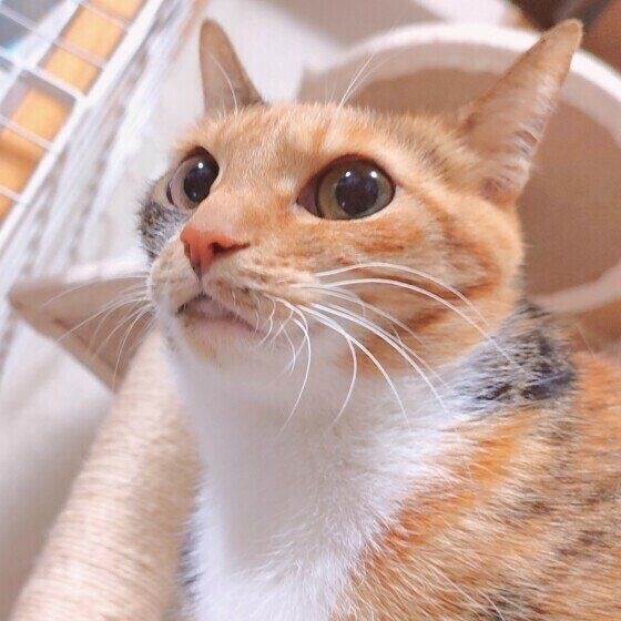 Mix（ミケ）の鈴ちゃん♪