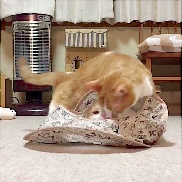 襲撃されるニャンコ