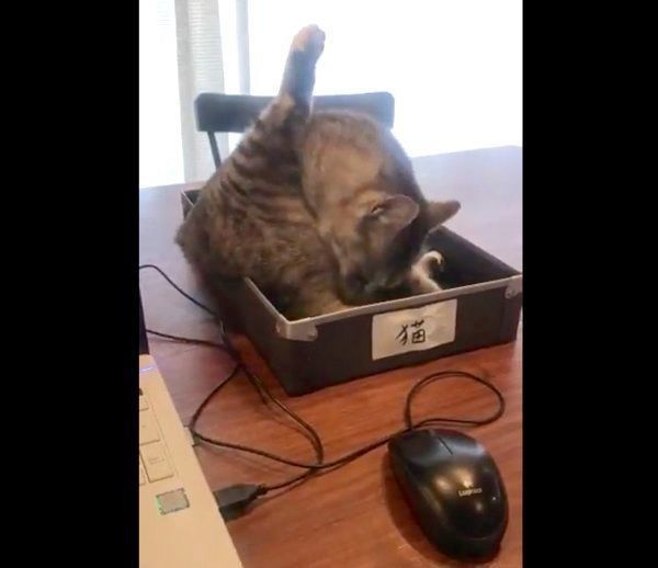 箱の中に入るサバ身ちゃん