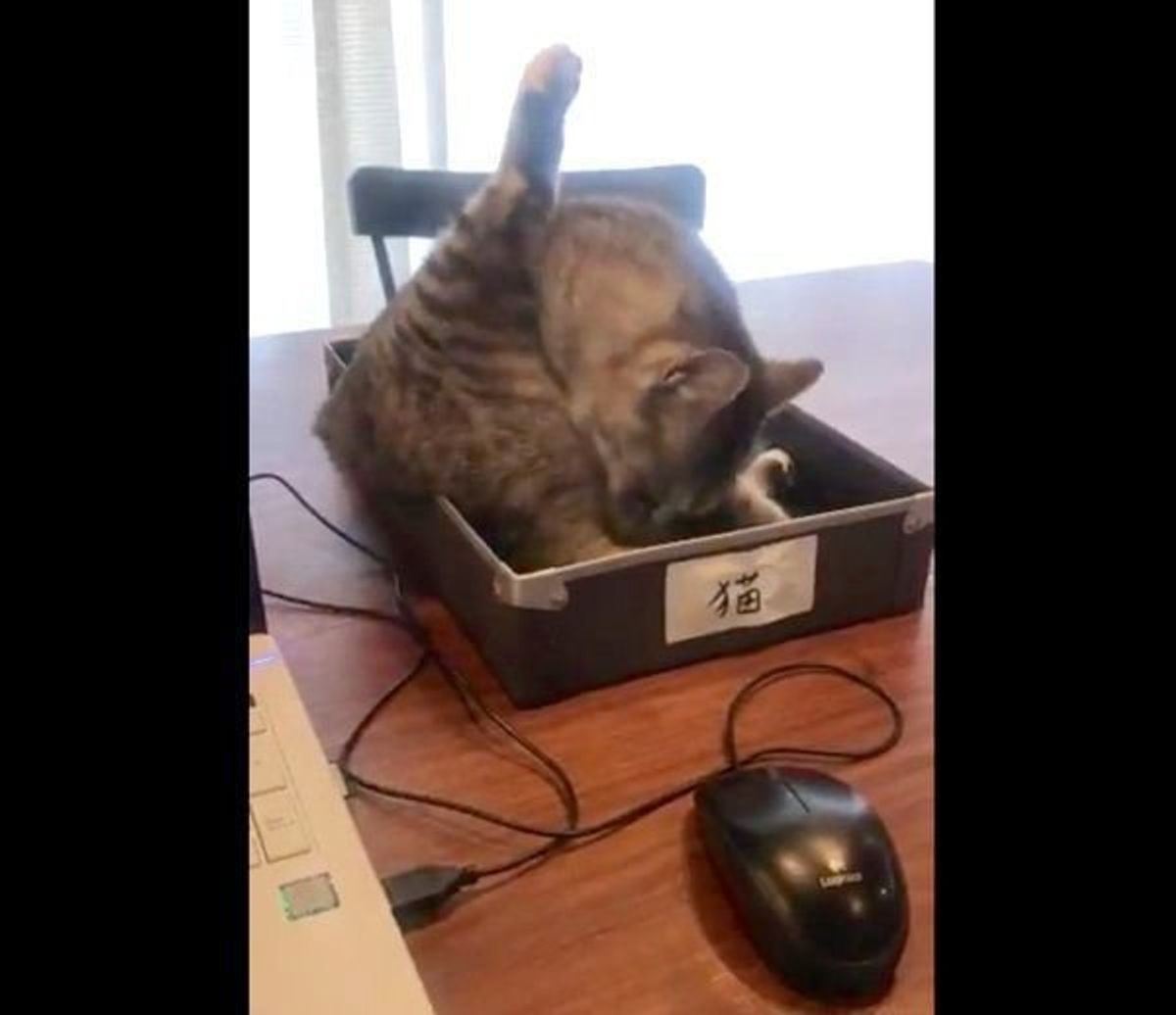 この発想はなかった 猫に仕事を邪魔されない方法 が画期的すぎる ねこのきもちweb Magazine この発想はなかった 猫に仕事を邪魔されない方法 が画期的すぎる ねこのきもちweb Magazine