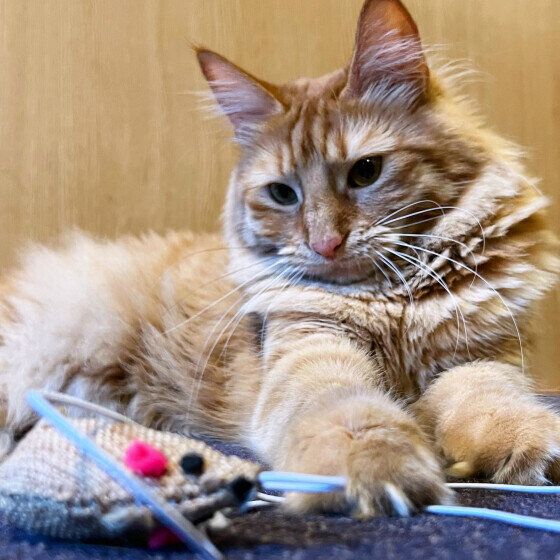 ターキッシュアンゴラのうにちゃん