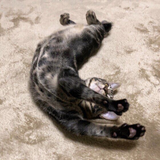 キジトラのコロンくん