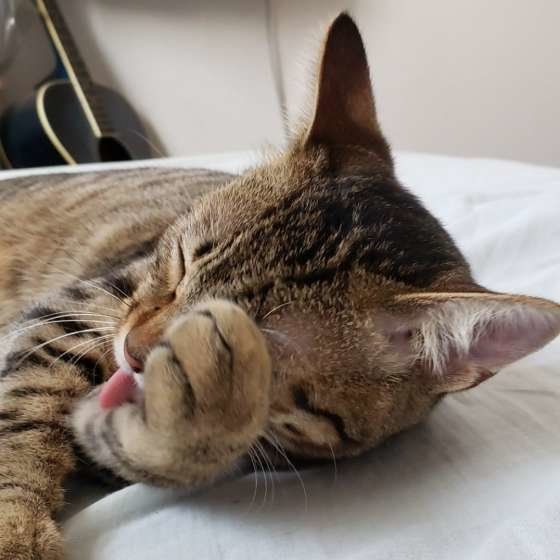 毛づくろいする猫