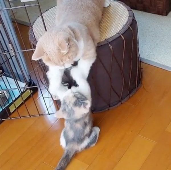 遊ぶマンチカン