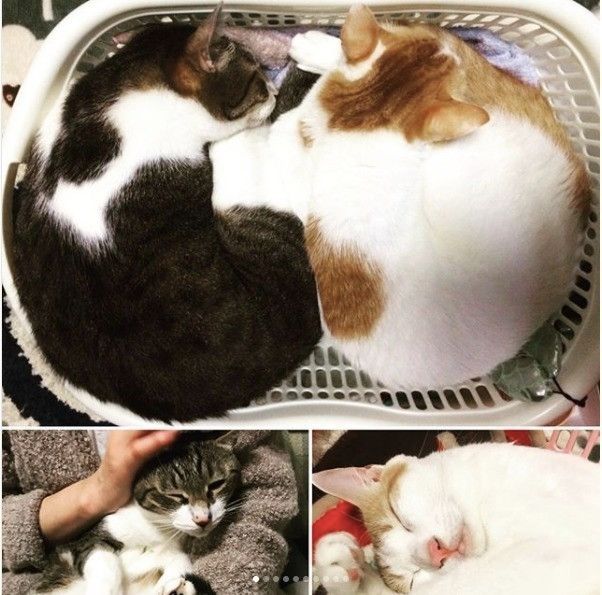 洗濯カゴに入っているの？！