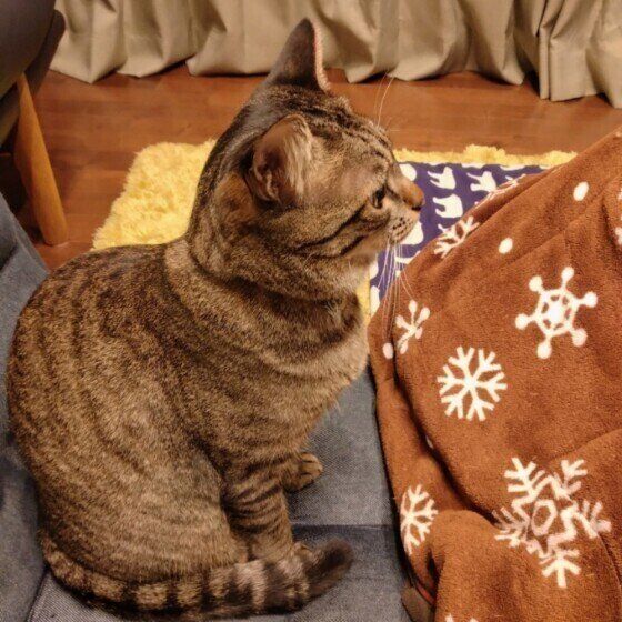 椅子に座るハルくん（MIX）