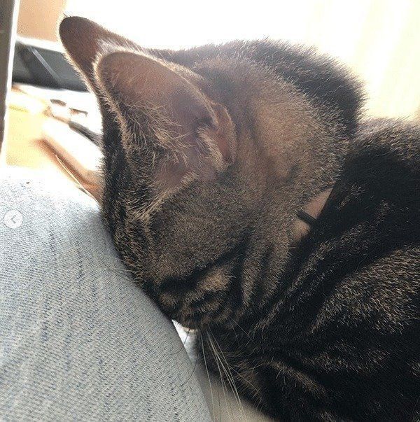 ごめん寝する猫