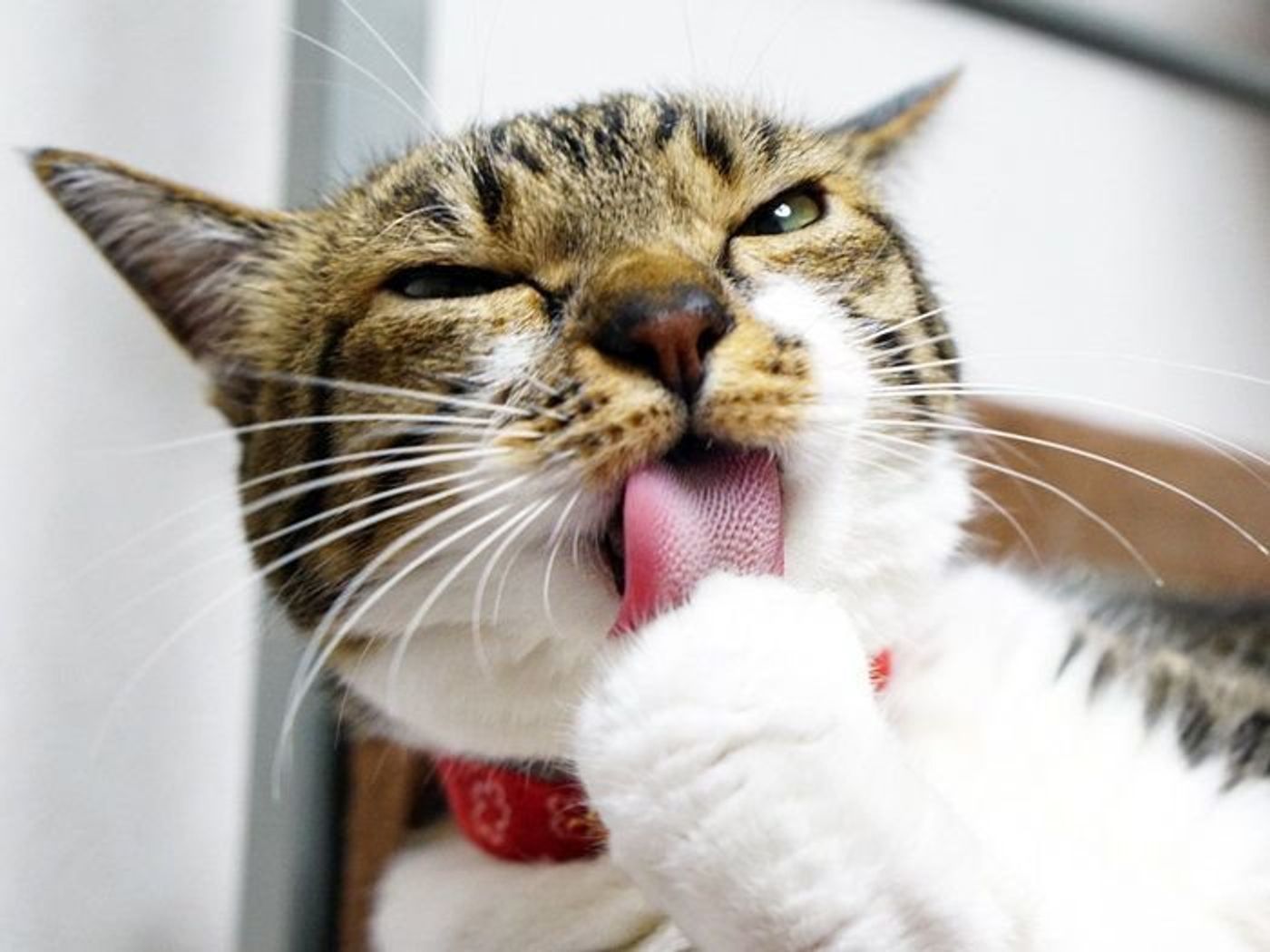 猫の舌のトゲトゲのお話 本日もねこ晴れなり Vol 210 ねこのきもちweb Magazine 猫の舌のトゲトゲのお話 本日もねこ晴れなり Vol 210 ねこのきもちweb Magazine
