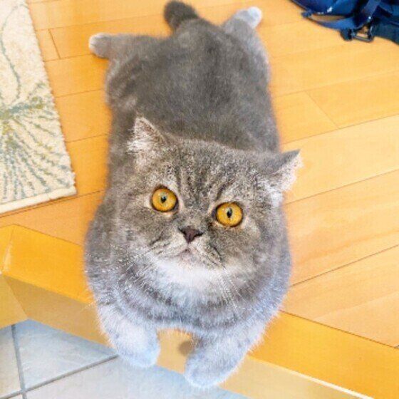 エキゾチックショートヘアのカイルくん