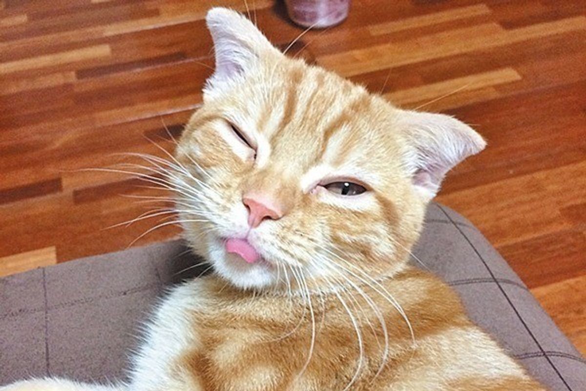 好きな人にはデレデレ 猫の愛の表情を見抜くための4つのポイント ねこのきもちweb Magazine 好きな人にはデレデレ 猫の愛の表情を見抜くための4つのポイント ねこのきもちweb Magazine