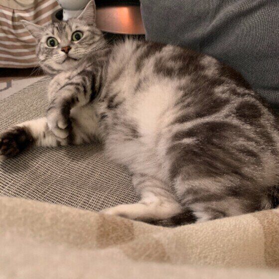 音に反応するアメリカンショートヘア