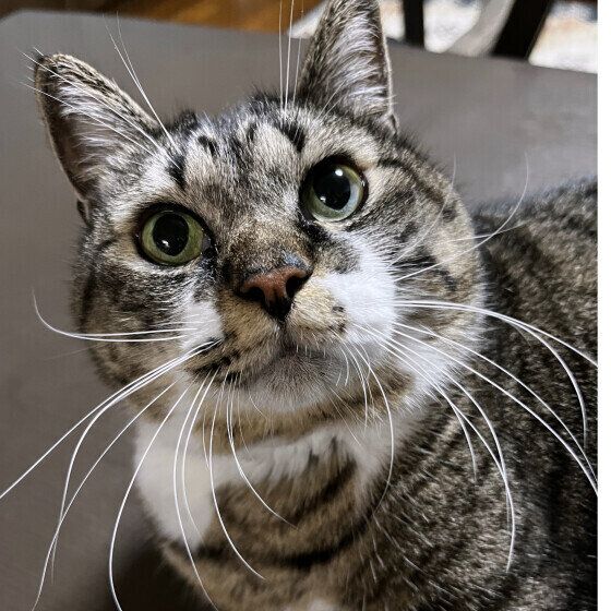 MIXキジトラのモヅクくん