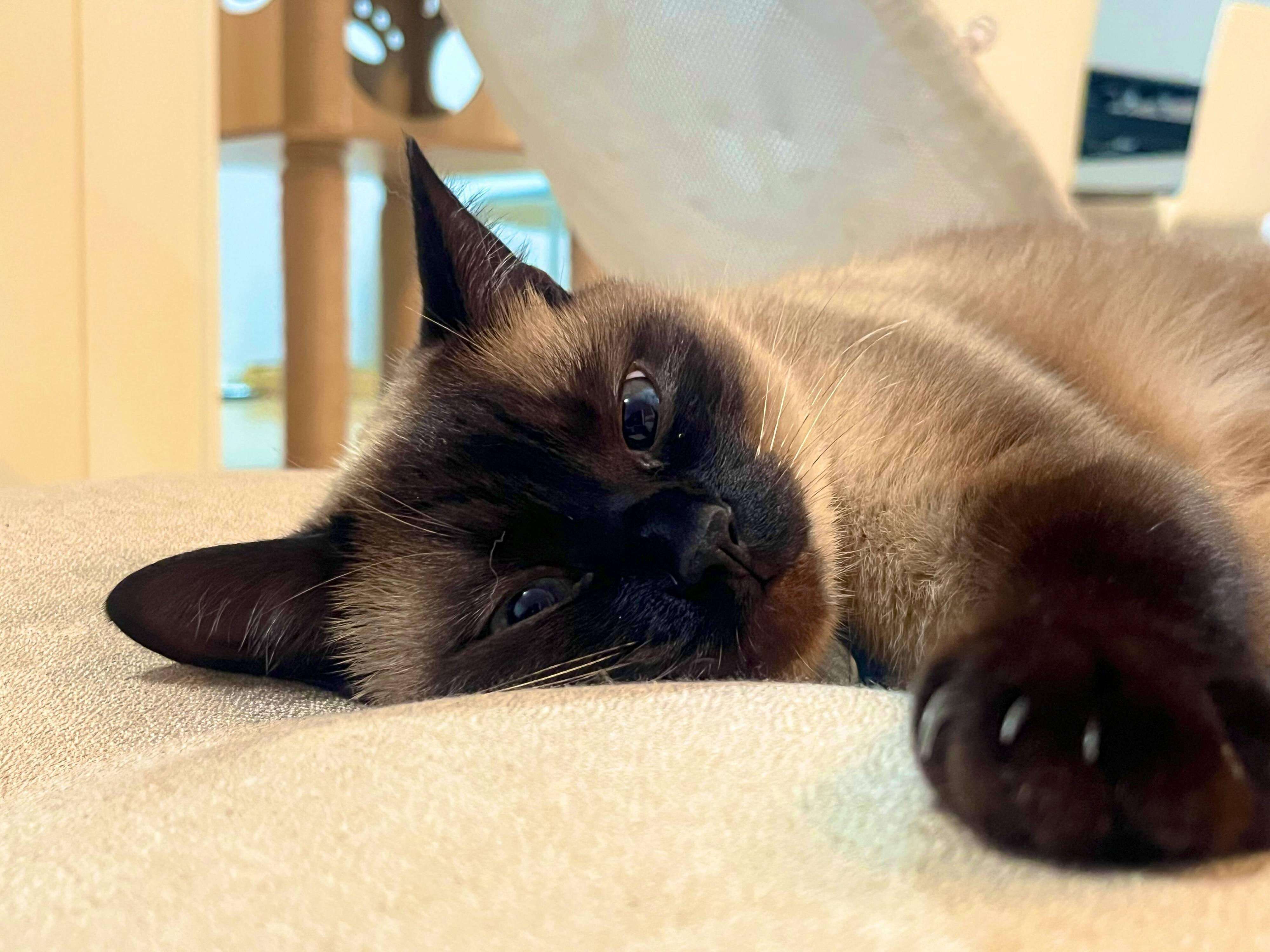 まったりするぷよくん