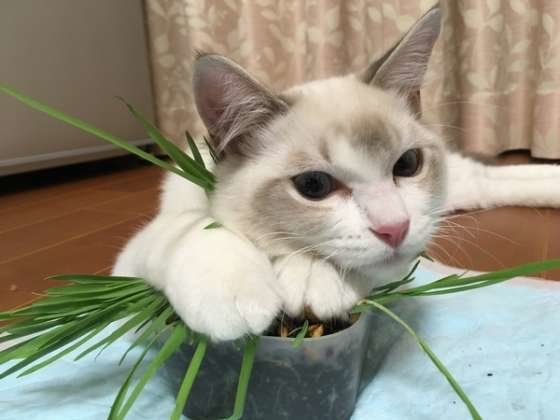 猫草の上に乗るラグドール
