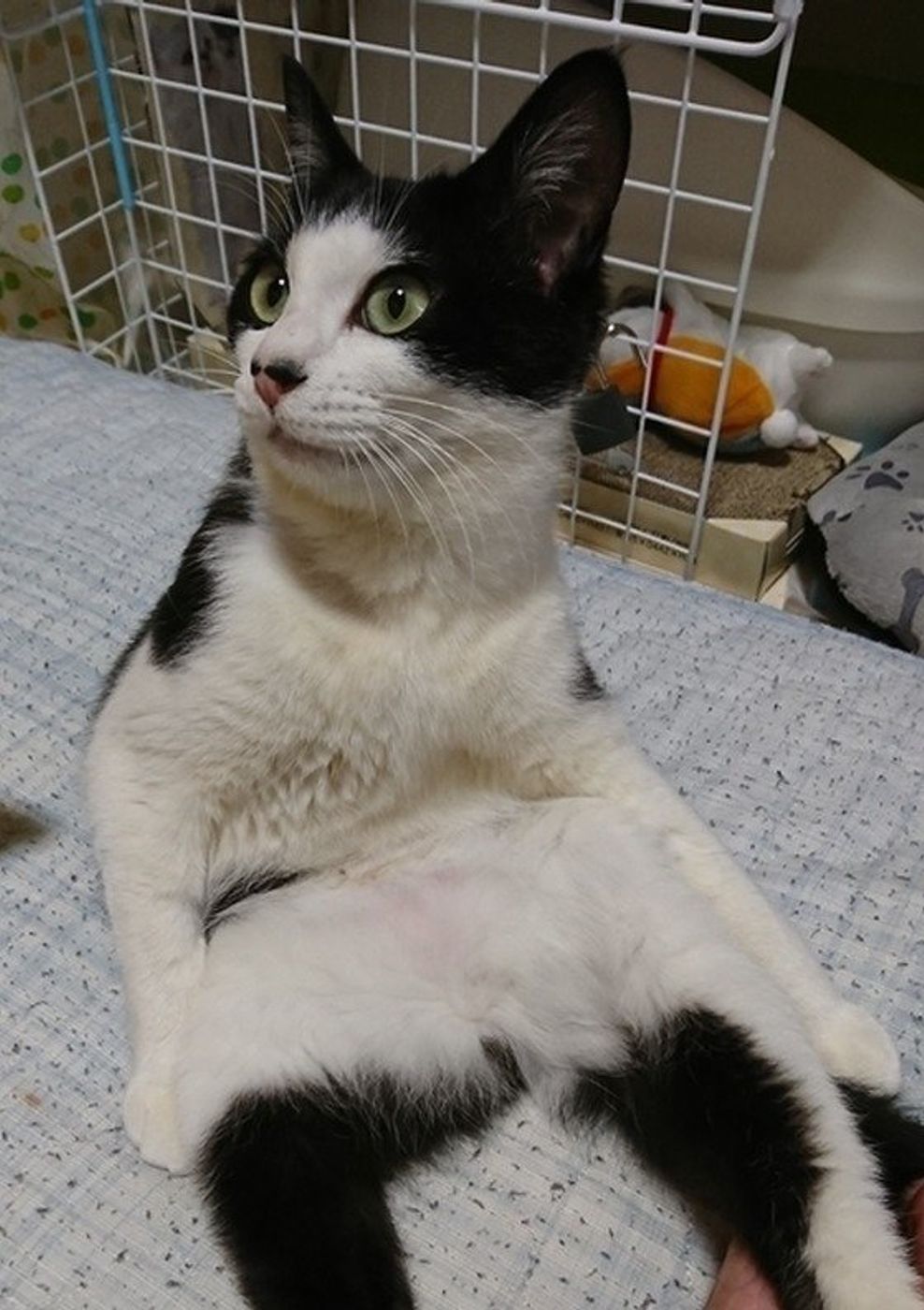 白 黒 茶 基本の組み合わせは4つ 猫の毛柄 バイカラー 柄の特徴とは ねこのきもちweb Magazine 白 黒 茶 基本の組み合わせは4つ 猫の毛柄 バイカラー 柄の特徴とは ねこのきもちweb Magazine