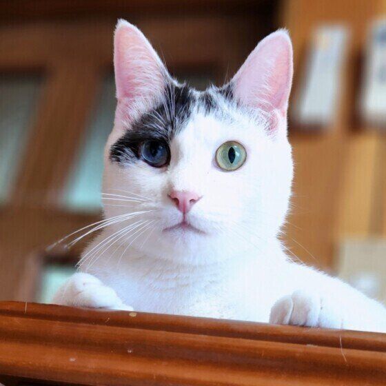 レイちゃん（MIX）