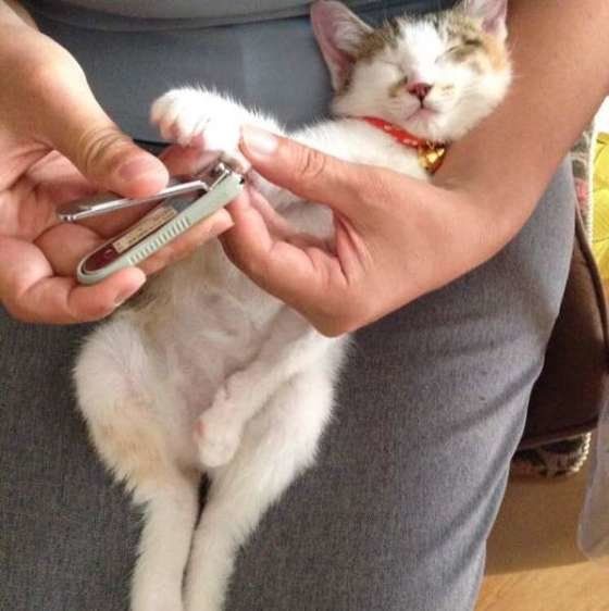 寝ているすきに爪切り