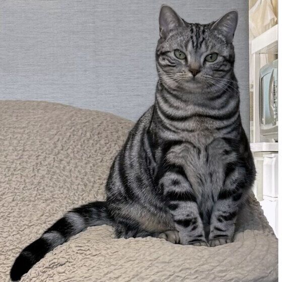 アメリカンショートヘアのシャルちゃん  