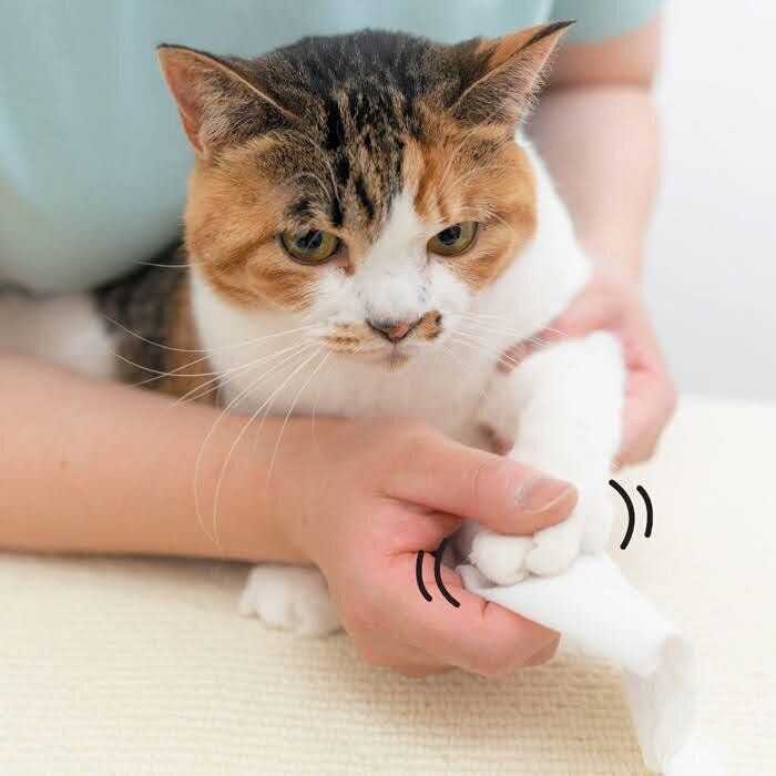 足をお手入れする猫