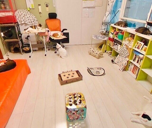 自由気ままな保護猫たち