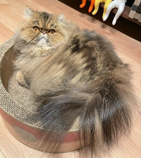 くつろぐまーちゃん