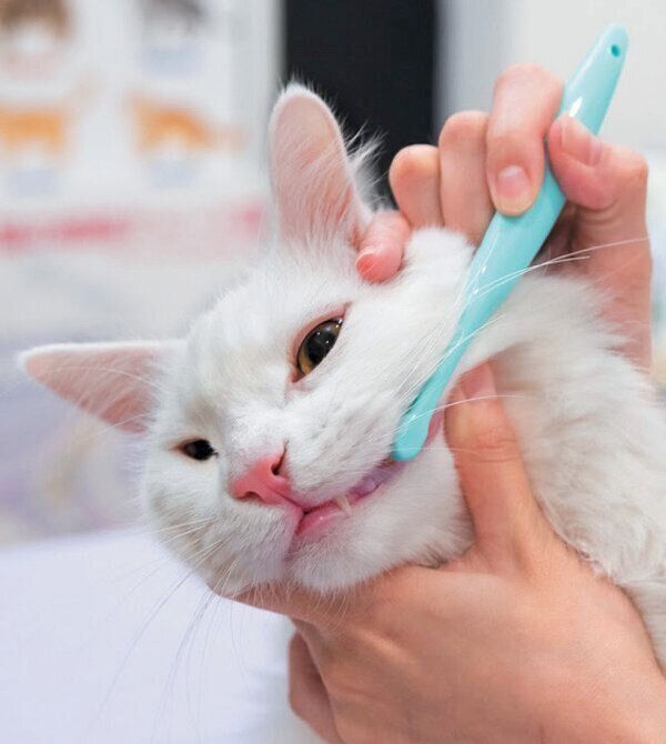 歯磨きをしてもらう猫