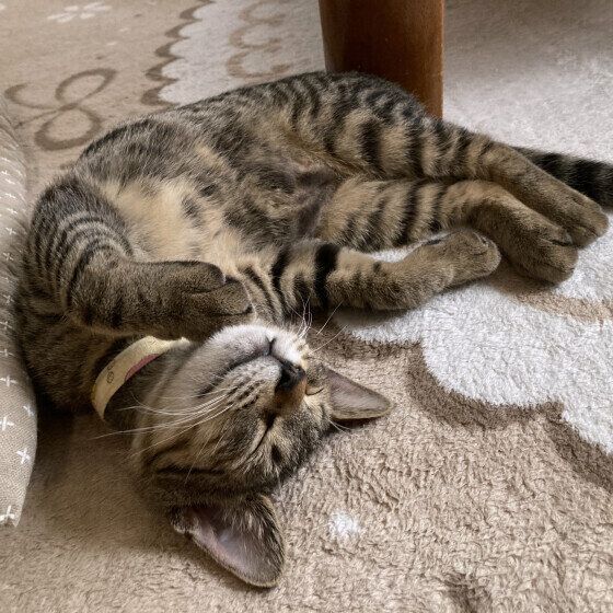 ゴロンとする猫