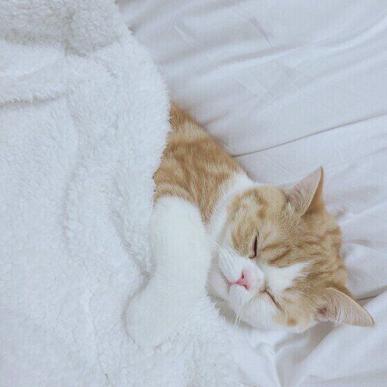 眠るマンチカン