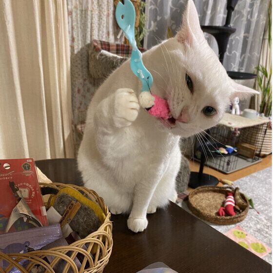 MIX白のももちゃん