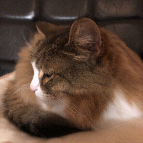 ノルウェージアンフォレストキャットのダヤンちゃん