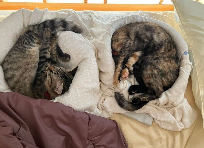 仲良く眠るみことくん、こまちちゃん