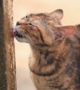流れる水にこだわる猫　画像／「ねこのきもち」2018年8月号