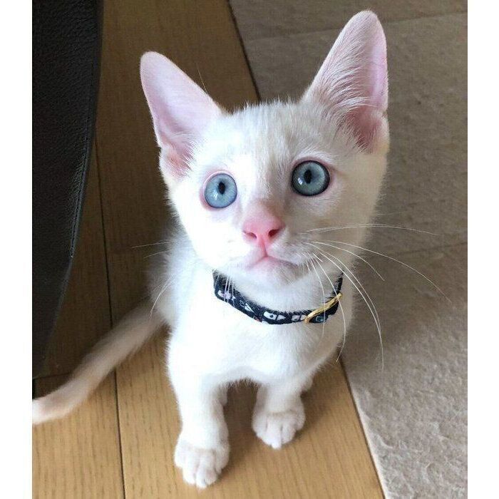 ママネコ様　まとめ4点 猫の腎不全療養8年目、積み重ねた命の足跡 My spacecat with CKD