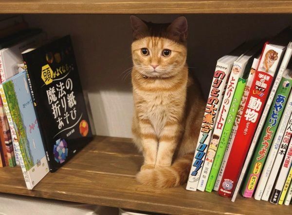 茶トラのhanaちゃん