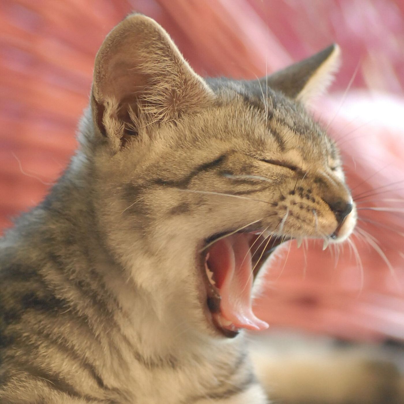 放っておくと怖い 猫の歯周病 と今日から始めるお口ケア3 ねこのきもちweb Magazine 放っておくと怖い 猫の歯周病 と今日から始めるお口ケア3 ねこのきもちweb Magazine