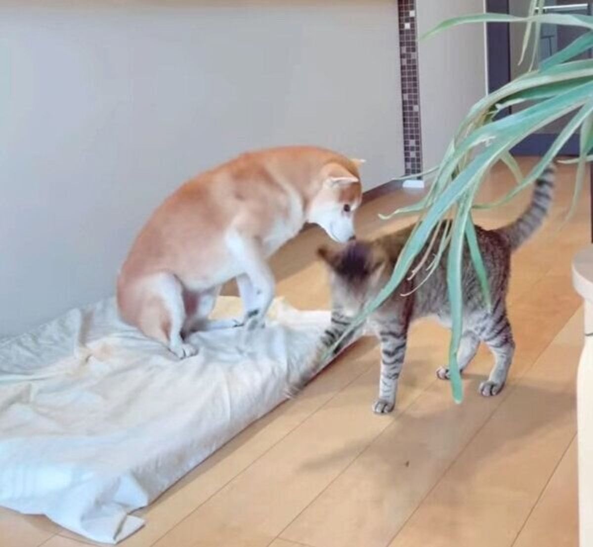 ついてこい って感じに見える 同居犬に空振りの猫パンチをする猫のナゾ行動に笑っちゃう ねこのきもちweb Magazine ついてこい って感じに見える 同居犬に空振りの猫パンチをする猫のナゾ行動に笑っちゃう ねこのきもちweb Magazine