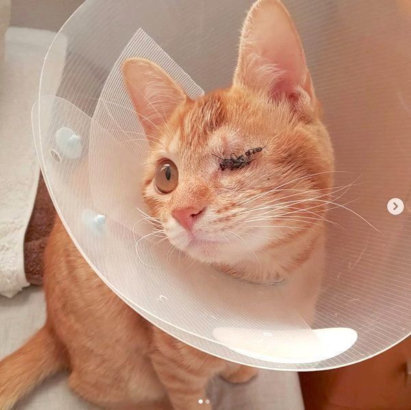 元保護猫・みちるちゃん