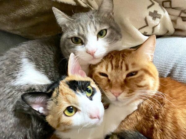 仲良しなテトくん、セナちゃん、小春ちゃん