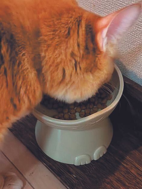 ウニくんお食事中